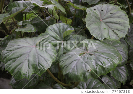 Tropical green surroundings in outdoor garden Tropical green surroundings in outdoor garden 77467218