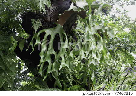 Tropical green surroundings in outdoor garden Tropical green surroundings in outdoor garden 77467219
