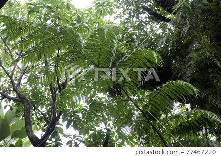 Tropical green surroundings in outdoor garden Tropical green surroundings in outdoor garden 77467220