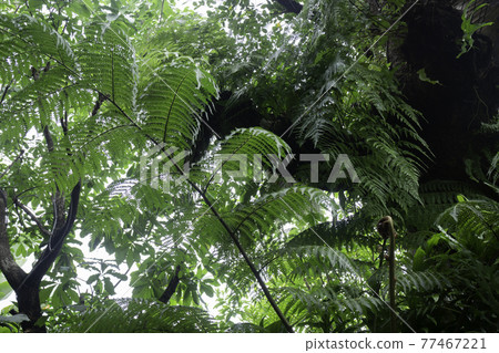 Tropical green surroundings in outdoor garden Tropical green surroundings in outdoor garden 77467221