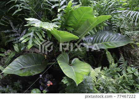 Tropical green surroundings in outdoor garden Tropical green surroundings in outdoor garden 77467222