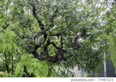 Tropical green surroundings in outdoor garden Tropical green surroundings in outdoor garden 77467223