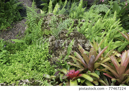 Tropical green surroundings in outdoor garden Tropical green surroundings in outdoor garden 77467224