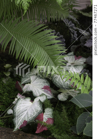Tropical green surroundings in outdoor garden 77467271