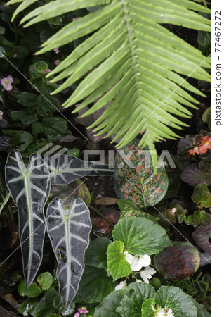 Tropical green surroundings in outdoor garden Tropical green surroundings in outdoor garden 77467272