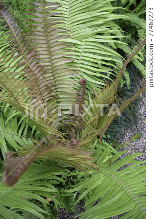 Tropical green surroundings in outdoor garden Tropical green surroundings in outdoor garden 77467273