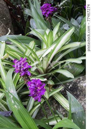 Tropical green surroundings in outdoor garden Tropical green surroundings in outdoor garden 77467274