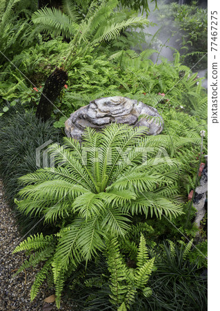 Tropical green surroundings in outdoor garden Tropical green surroundings in outdoor garden 77467275