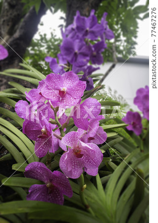 Tropical green surroundings in outdoor garden Tropical green surroundings in outdoor garden 77467276