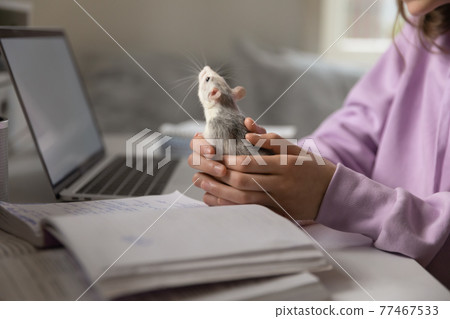 Close up young teenage girl holding grey domesticated rat in hands. 77467533