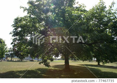 Tree In The Park Tree In The Park 77467735