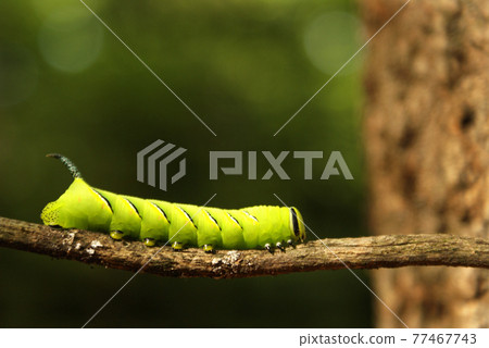 Laurel Sphinx Moth Laurel Sphinx Moth 77467743