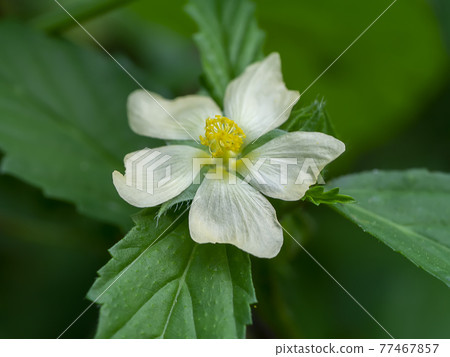 Queensland hemp flower with leaves. 77467857