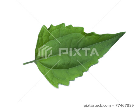 Close up Bitter bush or Siam weed leaf. 77467859