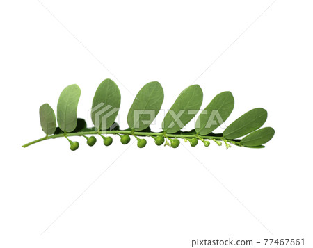 Close up Seed under leaf on white background. Close up Seed under leaf on white background. 77467861