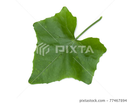 Green ivy leaf on white background. Green ivy leaf on white background. 77467894