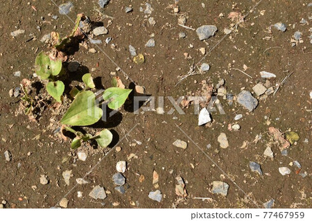 Ground Ground 77467959