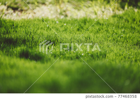 Nature grass background with fresh green lawn Nature grass background with fresh green lawn 77468358