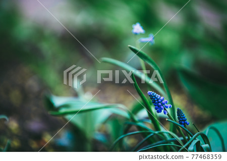 Natural floral background with purple muscari flower Natural floral background with purple muscari flower 77468359