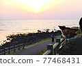 日落和狗 77468431