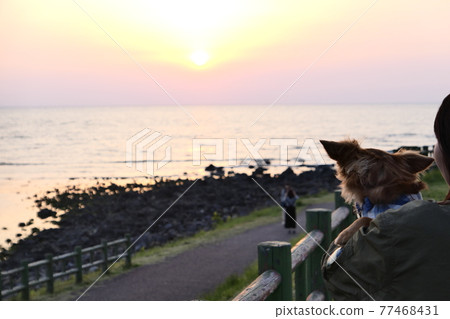 日落和狗 77468431