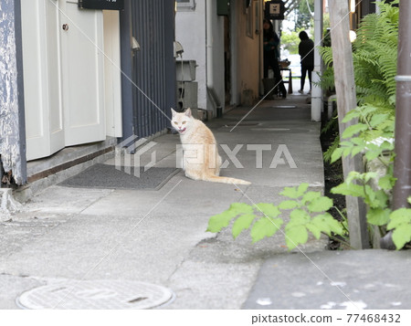 Cat in front of the cafe 77468432
