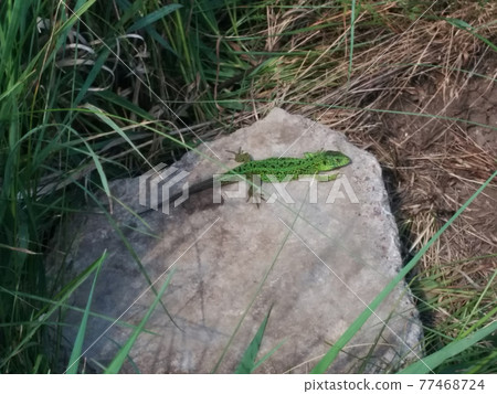 Green Lacerta viridis, Lacerta agilis is a species of lizard of the genus Green lizards. Green Lacerta viridis, Lacerta agilis is a species of lizard of the genus Green lizards. 77468724