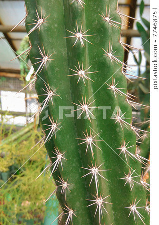 Green prickly stalk of cactus. Natural design concept. Green prickly stalk of cactus. Natural design concept. 77468751