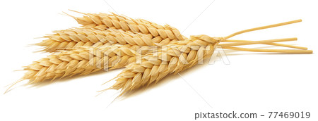 Wheat ears isolated on white background. Package design element with clipping path 77469019