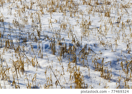grass and snow in winter, snowfall in winter 77469324