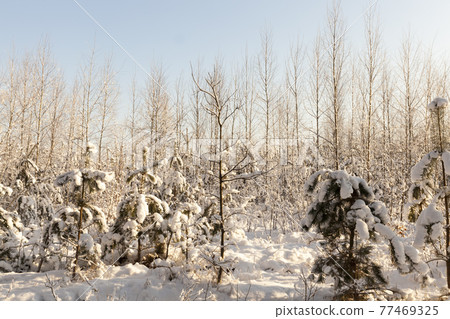 winter season with snow in the park or forest winter season with snow in the park or forest 77469325