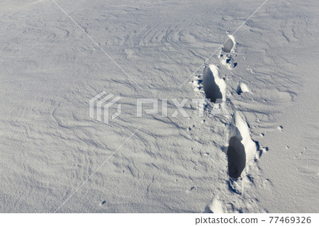 footprints and dents in the snow, winter season footprints and dents in the snow, winter season 77469326