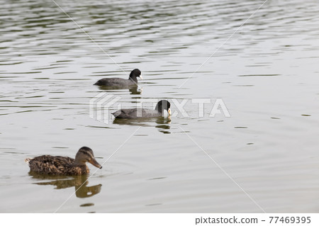ducks in their natural habitat ducks in their natural habitat 77469395