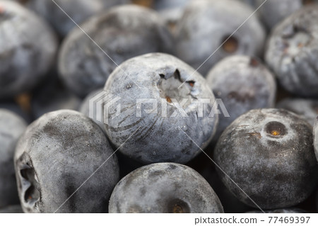 ripe juicy and tasty blueberries ripe juicy and tasty blueberries 77469397