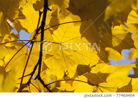 changing the color of maple in the autumn season changing the color of maple in the autumn season 77469404