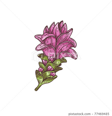 Pinkish-violet flowers of curcuma plant engraving vector illustration isolated. 77469485