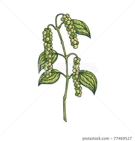 Plant of black pepper with leaves engraving vector illustration isolated. Plant of black pepper with leaves engraving vector illustration isolated. 77469527