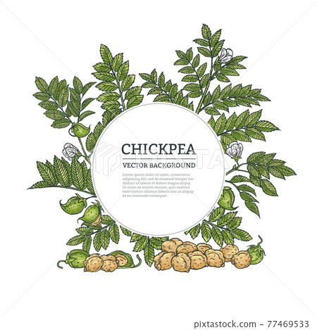 Background or frame with chickpea, engraving vector illustration isolated. 77469533