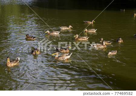 ducks floating on lake ducks floating on lake 77469582