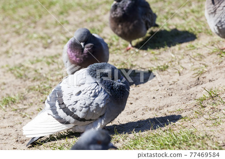hungry pigeons living in the city 77469584