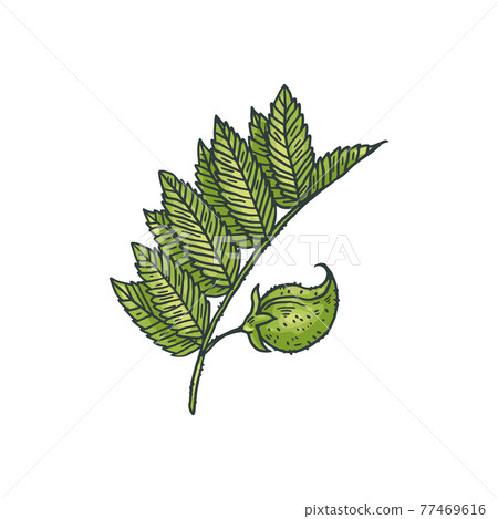 Chickpeas with peas pods and leaves, agriculture plant, natural food protein. Chickpeas with peas pods and leaves, agriculture plant, natural food protein. 77469616