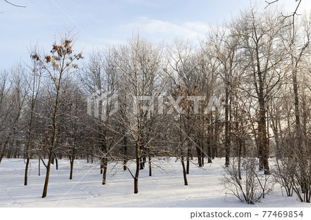 winter weather in the park or forest winter weather in the park or forest 77469854