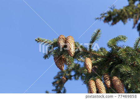 winter weather in the park or forest and pine firs winter weather in the park or forest and pine firs 77469858