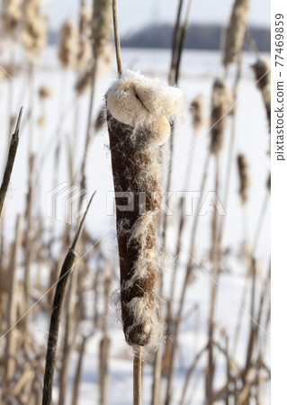 deep snow drifts and plants after the last snowfall 77469859
