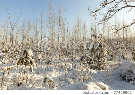 cold winter weather in the park or forest in frosts 77469902