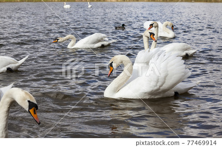 group of swans in spring 77469914