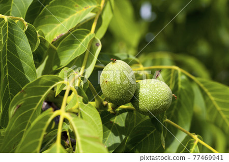 trees growing in the forest 77469941