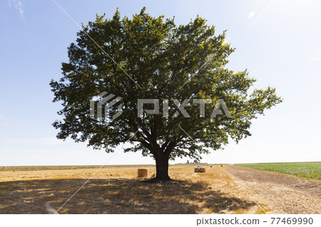 deciduous oak tree grows in an agricultural field 77469990