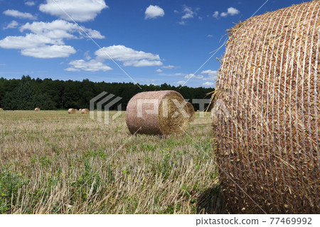 haystacks of their wheat straw 77469992