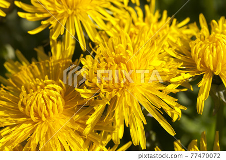 fresh yellow dandelions in the field fresh yellow dandelions in the field 77470072